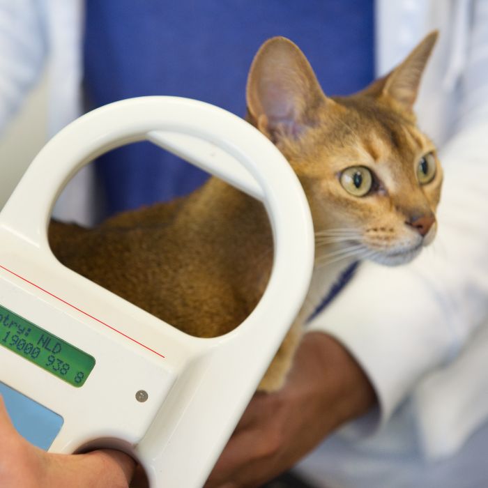 a person holding a scale with a cat
