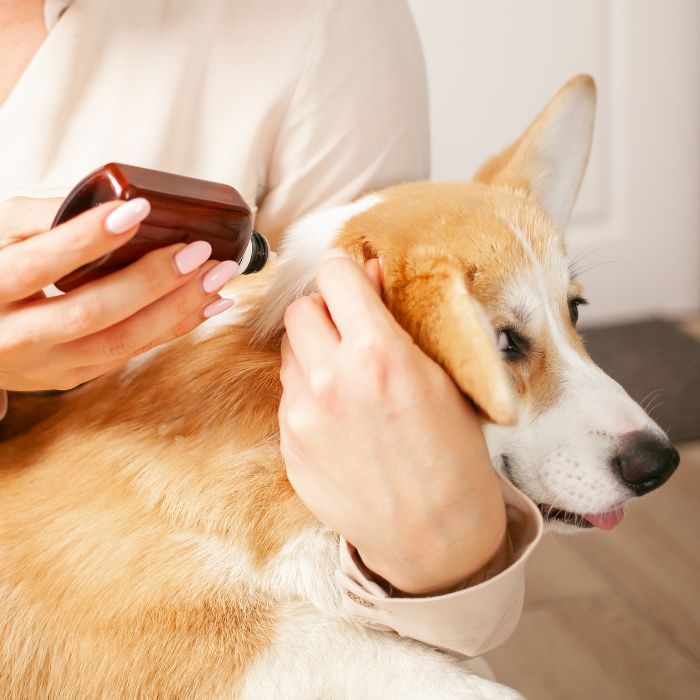 a person spraying a dog's ear