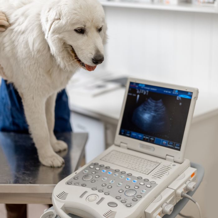 a dog standing on a table with an ultrasound machine
