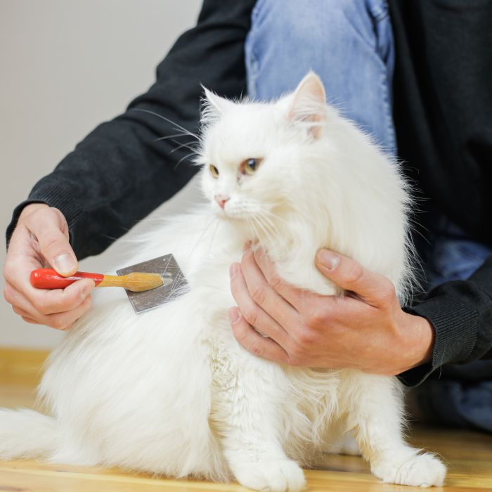 a person brushing a cat