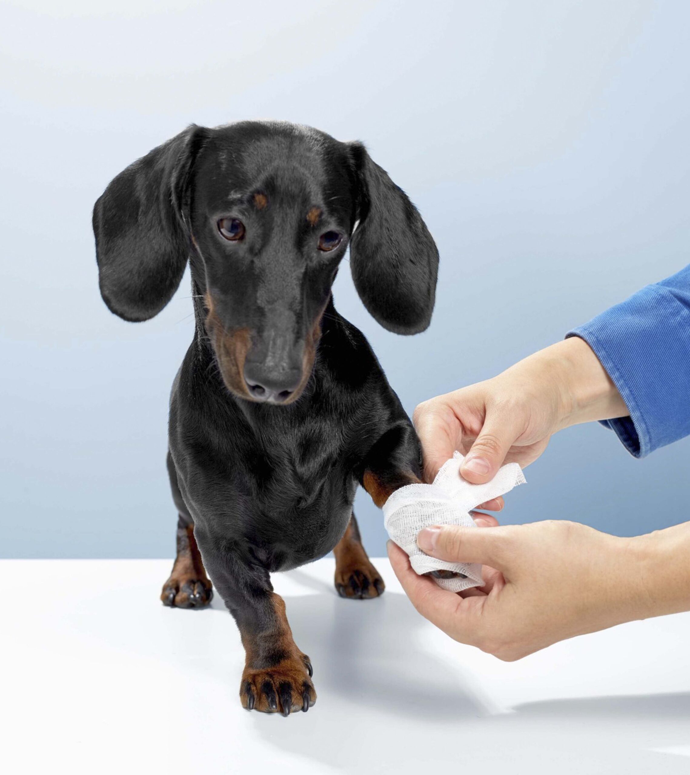 a-dog-getting-a-bandage