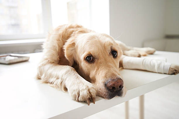 a dog lying on a table<br />

