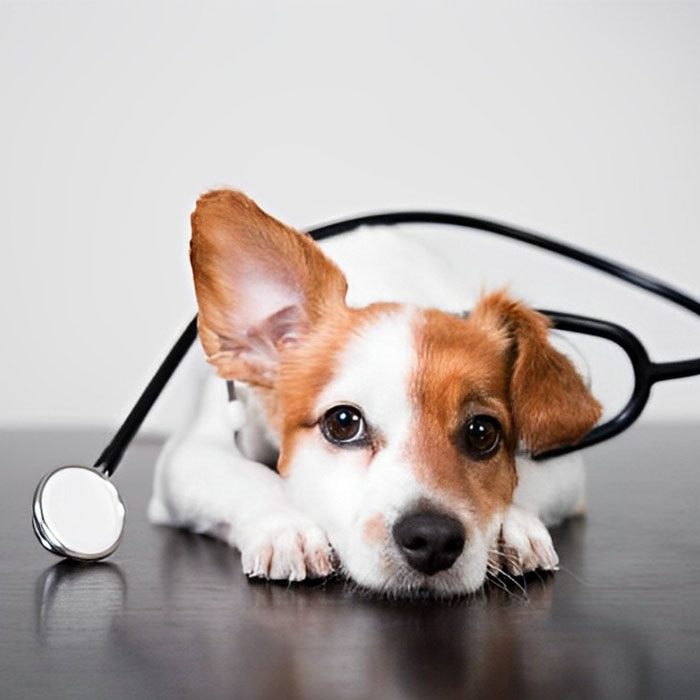 a dog with a stethoscope around its neck