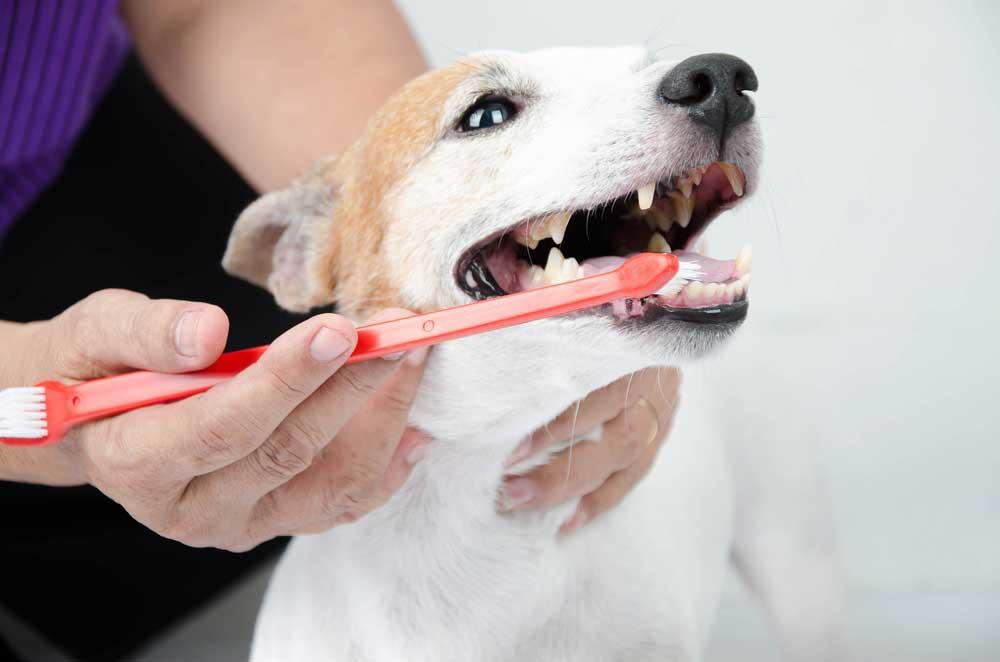 a-person-cleaning-dog-teeth