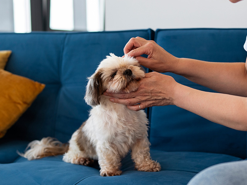 a-person-petting-a-dog