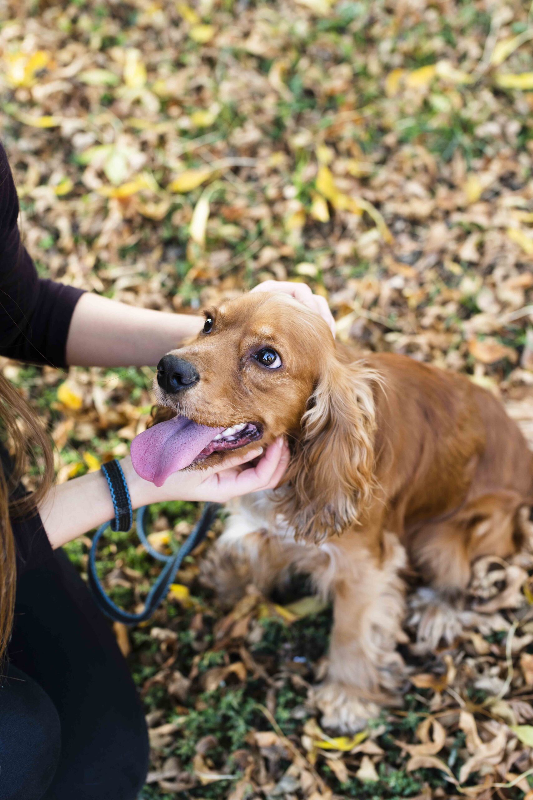 close-up-owner-petting-best-friend